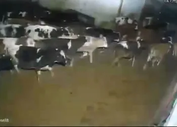 Çiftlik hayvanlarının depreme verdiği tepki