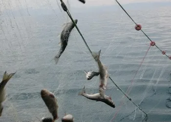 İç sularda balık avı yasağı