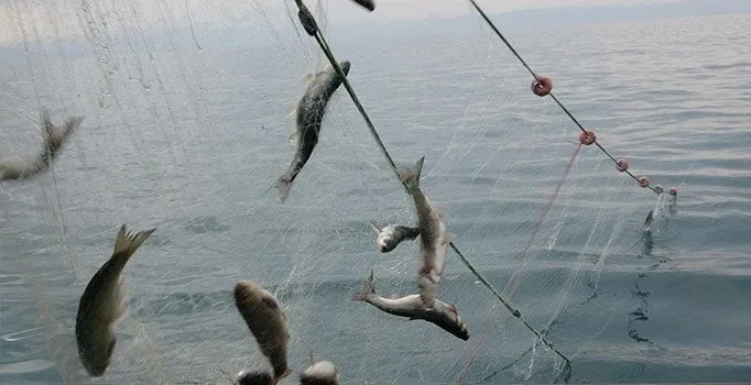 İç sularda balık avı yasağı