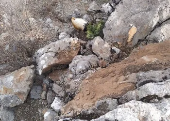 Dağdan kopan kaya parçaları tehlike saçıyor