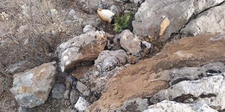 Dağdan kopan kaya parçaları tehlike saçıyor