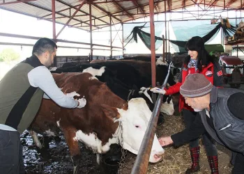 Büyükbaş hayvanlara SAT-2 aşılama çalışmaları