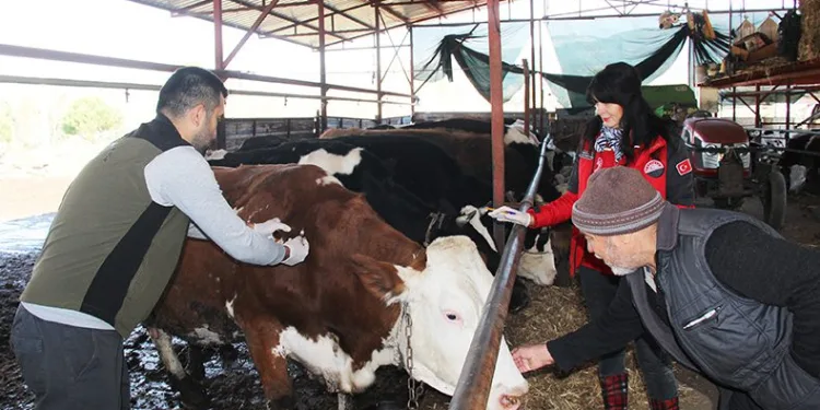 Büyükbaş hayvanlara SAT-2 aşılama çalışmaları