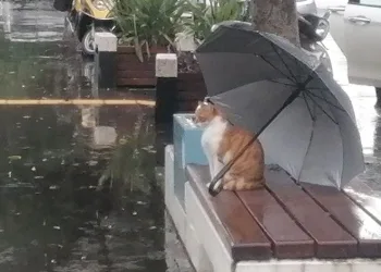 Islanmasın diye şemsiyesini açıp gitti