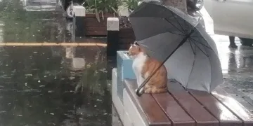 Islanmasın diye şemsiyesini açıp gitti