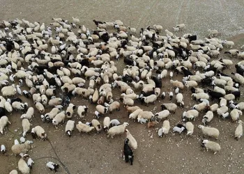 Süt kuzuları günde 2 defa anneleriyle buluşuyor