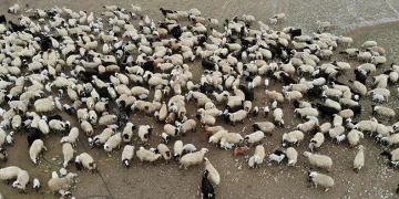 Süt kuzuları günde 2 defa anneleriyle buluşuyor