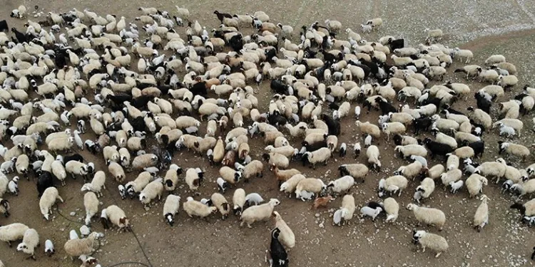 Süt kuzuları günde 2 defa anneleriyle buluşuyor