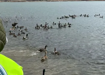 300 yaban ördeği doğaya salındı