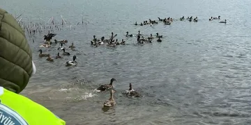 300 yaban ördeği doğaya salındı