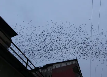 Sığırcık kuşlarının gökyüzündeki dansı