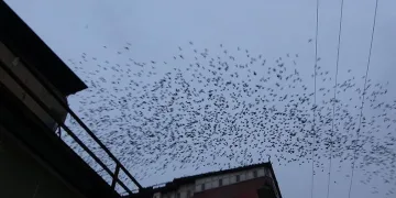 Sığırcık kuşlarının gökyüzündeki dansı