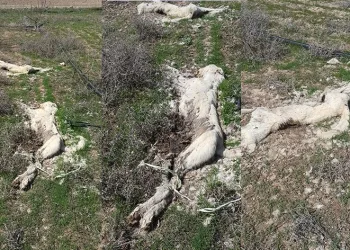 Ayakları bağlı 2 köpek bulundu