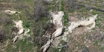 Ayakları bağlı 2 köpek bulundu
