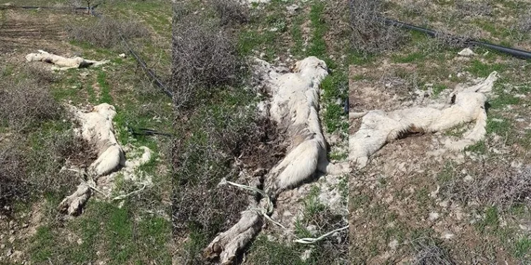 Ayakları bağlı 2 köpek bulundu