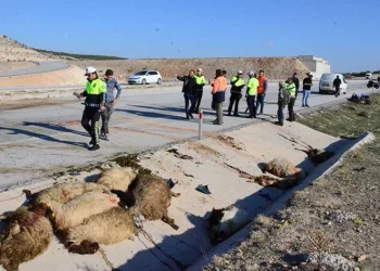 Karaman’da motosikletler koyun sürüsüne çarptı