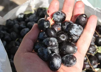 20 bin liraya hamal,30 bin liraya usta bulamıyor