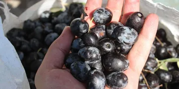 20 bin liraya hamal,30 bin liraya usta bulamıyor