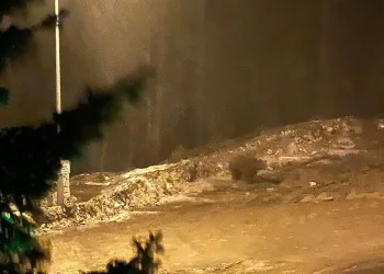 Aç kalan ayı tesise indi