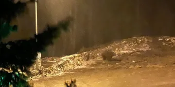 Aç kalan ayı tesise indi