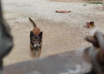 Yasaklı cins köpek barınağa teslim edildi