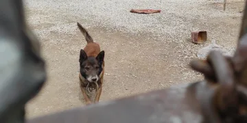 Yasaklı cins köpek barınağa teslim edildi