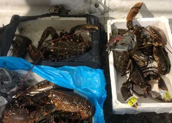 Denetiminde köpek balığı ele geçirildi