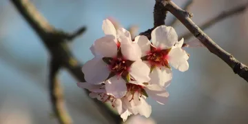 Erken çiçek açan ağaçlar üreticiyi endişelendiriyor