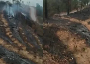 6 yıl önce dikildi, yeniden kül oldular