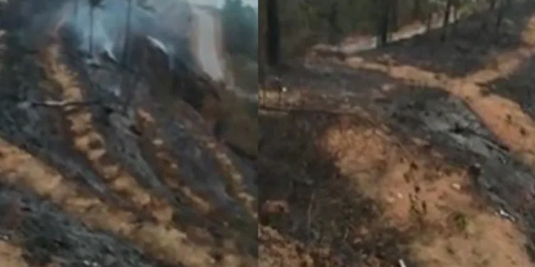 6 yıl önce dikildi, yeniden kül oldular