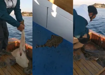 Köpek balığı teknede doğum yaptı