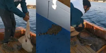 Köpek balığı teknede doğum yaptı