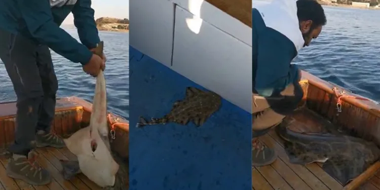 Köpek balığı teknede doğum yaptı