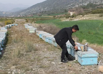 Adana’da kuraklık arıyı da vurdu