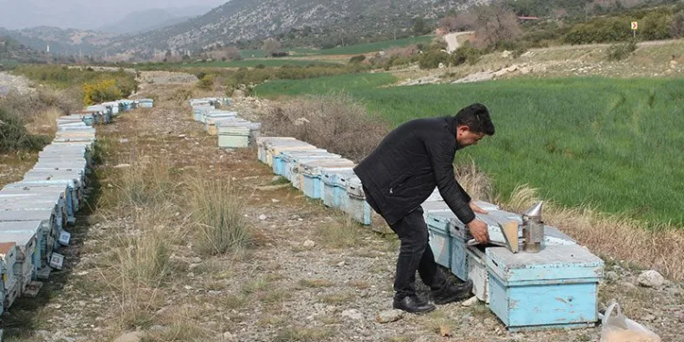 Adana’da kuraklık arıyı da vurdu