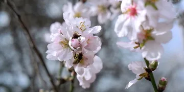Badem ağaçları erken çiçek açtı