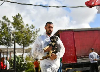 Enkazdan kurtarılan köpekler tedaviye alındı