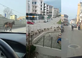 Başıboş atlar trafiği tehlikeye sokuyor