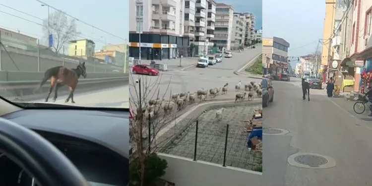 Başıboş atlar trafiği tehlikeye sokuyor