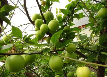 Mersin’de erik hasadı
