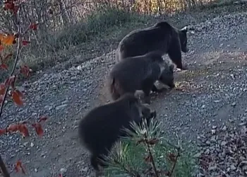 Doğa yürüyüşü yapan boz ayılar