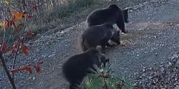 Doğa yürüyüşü yapan boz ayılar