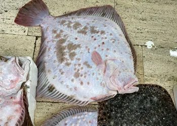 5 bin liraya 8 kiloluk balık