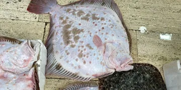 5 bin liraya 8 kiloluk balık
