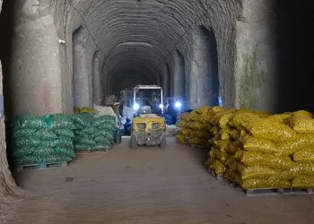 Milli patates tohumları toprakla buluşuyor