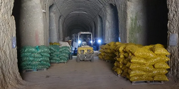 Milli patates tohumları toprakla buluşuyor