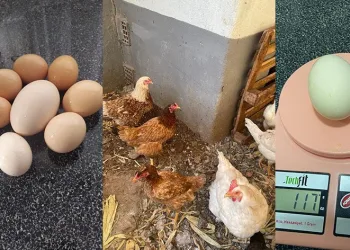117 gramlık yumurta görenleri şaşırttı