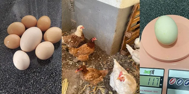 117 gramlık yumurta görenleri şaşırttı