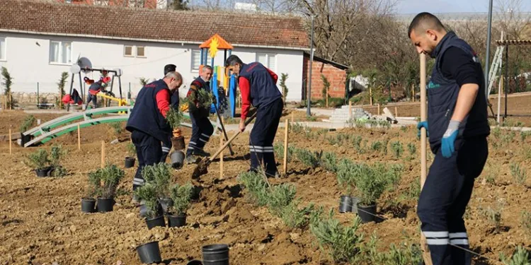 Gündoğdu lavanta ile canlandırılacak