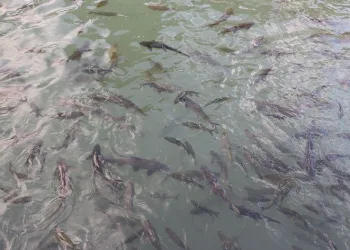 Balıklıgöl suyu eski berraklığına kavuştu